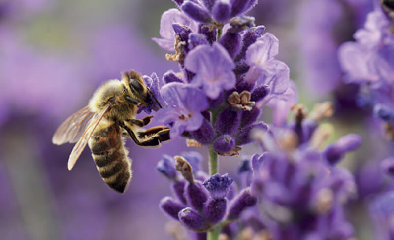 Propolis E.P.I.D.® și afecțiuni sezoniere