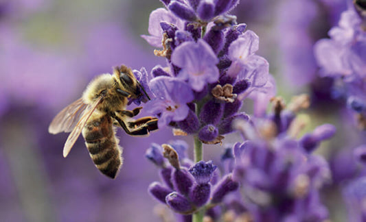 Propolis E.P.I.D.® și afecțiuni sezoniere